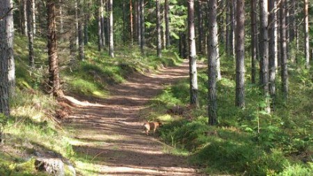 Ridvägar